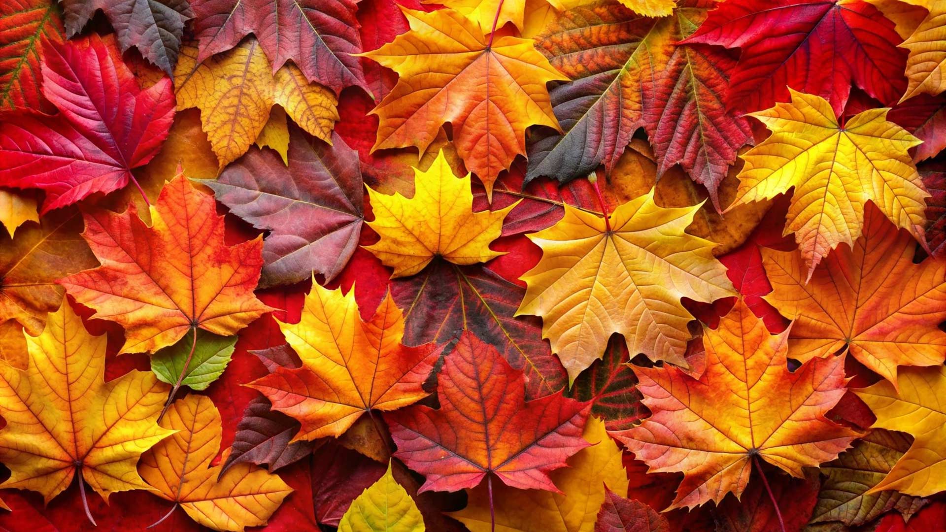 Autumn-Skin-Care